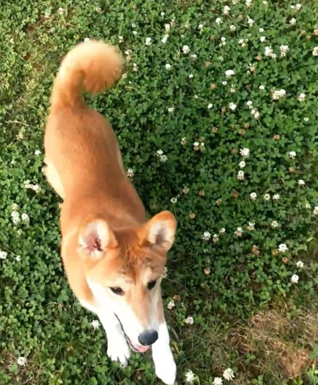 黄狗白面，纯种